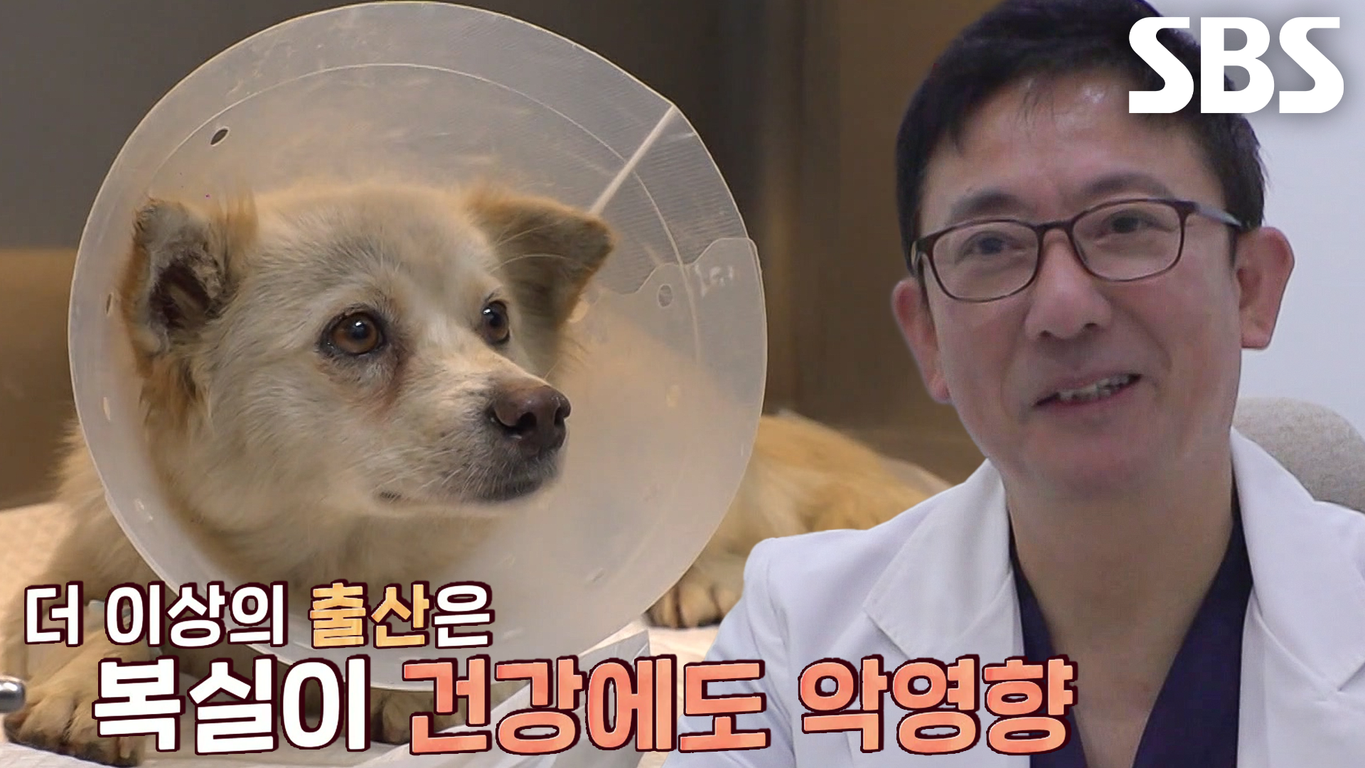 복실이의 행복과 건강 위한 중성화 수술 실시! | ZUM TV
