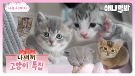 총 조회수 820만 회🌟 나새끼 고양이특집😽 (스파이 주의..)ㅣTotal 8.2 million views🌟 Special feature I'm A Baby Kittens�