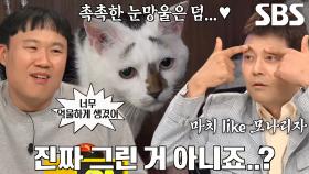 그린 듯한 팔자 눈썹 가진 귀여운 ‘억울냥 토리’