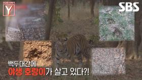 [예고] 백두대간에 야생 호랑이 출몰?!🐯 야생 호랑이의 흔적을 쫓는 사람들, 그 진실은?! | 궁금한 이야기 Y | SBS