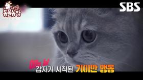 [예고] 허공을 바라보며 놀라는 기이한 행동 진짜 귀신을 보는 고양이...?👻 | TV 동물농장 | SBS