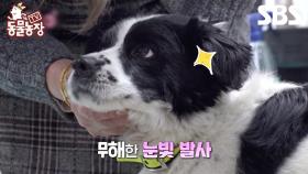 [예고] 매일 밤 나타났다가 12시에 사라지는 신데렐라 강아지의 정체?!🐶 | TV 동물농장 | SBS