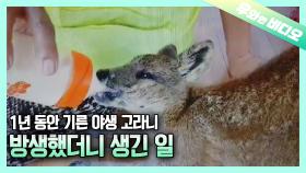 밭에서 죽어가던 어린 야생 고라니! 1년 동안 기르고 드디어 방생! 그런데...
