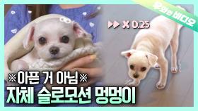 느림의 미학을 깨친 강아지┃A Dog That Learned the Beauty of Being Slow