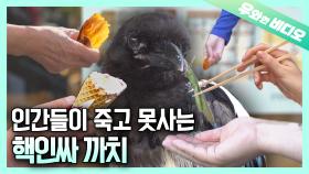 아싸는 살아남을 수 없는 세계관, 까치까지 인싸 등극!!┃Only the Extrovert Magpie Can Survive Here!