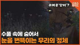 안마도 주민들과 꽃사슴 1000마리의 '불편한 동거'는 언제까지?