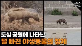 전국 곳곳에서 출몰 중인 괴생명체(?)의 진실