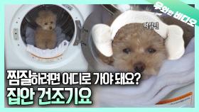 여기가 무릉도원인가요? 빨래 건조기에서 찜질하는 개ㅋㅋ┃A Doggo Enjoying Sauna in a Dryer LOL