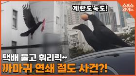 황당한 도심 속 까마귀 절도 사건 모음집