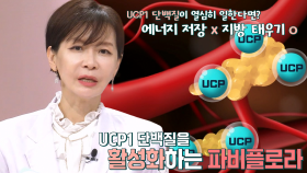 UCP1 단백질 활성화시켜 당 독소 녹이는 ‘파비플로라’ (뷰티풀라이프)