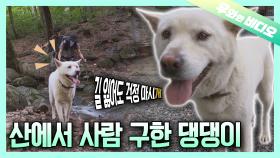 조난 위기인 사람을 구한 진돗개 이야기┃A Story of Jindo Dog That Saved Humanbeing