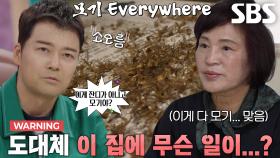 한 가정집에 찾아온 지옥 같은 3000마리 모기떼의 공격↘