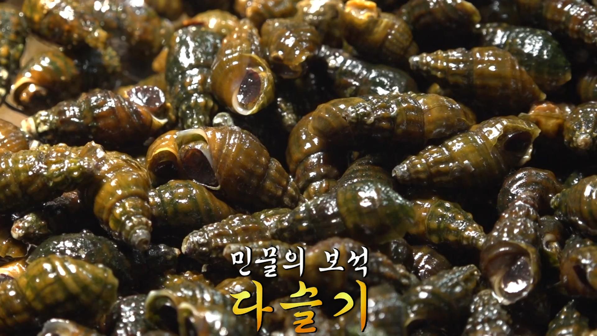 맑은 강의 보물! 동강 1급수에서 자란 영월 다슬기★ | ZUM TV