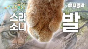 이사하는 데 마취당한 썰.mov | 이상한동물원 E.17 | The story of being anesthetized while moving.mov