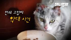 마을을 뒤흔든 연쇄 고양이 학대... 학대는 범죄입니다ㅣAbuse For The Cat Is A Crime