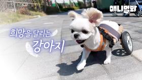 (감동주의)안락사를 앞둔 강아지 사랑으로 다시 태어났습니다ㅣA puppy facing euthanasia is reborn through love