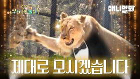 에어컨 바람 맞으면서 동물원 즐기는 법 l 이상한동물원 모아보기ㅣWatch Special Center For The Animals Under Air Conditioner