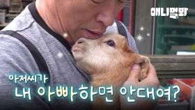 아저씨가 내 아빠 해요 ㅠㅠ 아저씨 껌딱지 염소 누렁이 ㅣGoat Wants This Mister To Be The Father