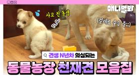 (X맨 있음👀) 집안일부터 배달까지 척척 해내는 동물농장 레전드 천재견ㅣDoing Chores and Delivery... Genius Dogs Compilation
