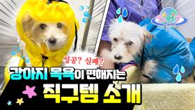 견주 목욕 필수템🧼 내돈내산 해외 직구 강아지 용품 솔직 리뷰💸ㅣItem For Dog Shower! Must Watch!