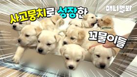 리트리버 꼬물이들 이렇게 컸습니다(캐나다 입양을 앞두고..)ㅣRetriever Babies Are Grown So Much...