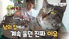 하루 종일 울던 고양이… 알고 보니 살려달라는 신호였습니다ㅣA Cat Crying Whole Day... It Was A SOS