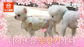 [전국 견민들 주목] 여기 가면 궁전으로 갈 수도 있어ㅣAll Dogs Listen Up! You Can Go To Palace From Here