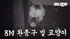 8m 환풍구 밑에 아기 고양이가...? ㅣThere's A Cat Under 8m Vent?