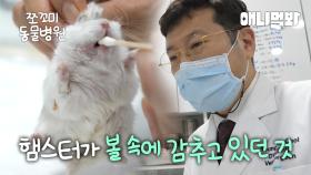 [쪼꼬미 동물병원] 햄스터 수난 시대ㅣ[Animal Hospital for Tiny Animals] Hamsters Compilation