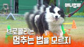 괜찮겠어? 난 멈추는 법을 모르는 보더콜린데?ㅣBorder Collie Who Doesn't Know How To Stop
