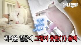 사료만 주는데 살찐다는 보호자님.. 카메라로 지켜보니 연두의 상태가?!ㅣOnly Providing Pet Food... But The Cat Is Gaining Weight?!