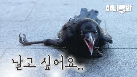 다리가 꺾여 날지 못하는 까마귀의 꿈ㅣCrow Who Can't Fly Because Of Injured Leg
