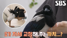 출석체크×자세 교정까지 담당하는 요가원 명예강사 까치, ‘까까’