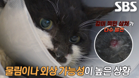 정밀검사 이후 파악된 길고양이 칙의 등 상처 원인※