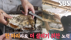 10년간 집 천장 무단 점거해온 벌들의 야생 이송 대작전★