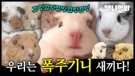 우리는 기니기니 새끼다 [나새끼 특집호]ㅣWe Are Guinea Pig Babies [I'm A Baby Special]