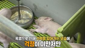 축사의 비명! 폭염에 쓰러진 가축들