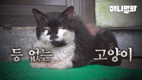등 없는 고양이... ㅣCat Without A Back...