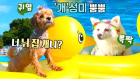 별별 피서지! ‘반려견 수영장’에서 시원하게 보내는 여름★
