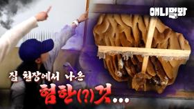 집 안에 쏟아진 수천마리의 따끔한 녀석들...★ㅣStinging Bees All Over The House