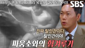 인간의 강인함 증명하는 최배달과 싸움소의 대결♨