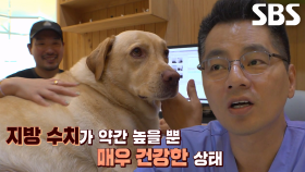 ‘견공계의 마동석’ 갈비, 건강검진 이후 밝혀지는 대반전 결과!