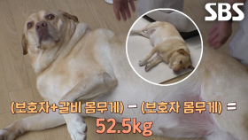 엄청난 풍채 자랑하는 리트리버 ‘갈비’의 충격적인 몸무게