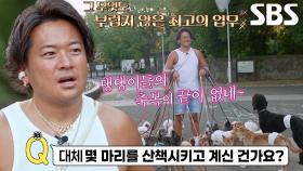 일본판 피리부는 사나이! 21마리 강아지 산책러↗