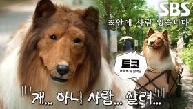 ‘스스로 개가 된 남자’와 길거리 팬미팅♨