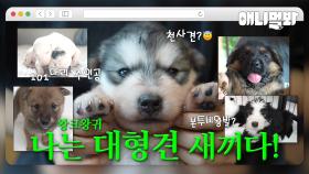 우리는 왕크왕귀૮ ´ᴥ` ა 대형견 새끼다 [애니멀봐 나새끼 특집호]ㅣWe're Big And Adorable Huge Dog Babies [I'm A Baby Special]