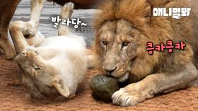 맹수 맞아? 무더위에 시원하게 해줬더니 애교 폭발한 사자ㅣLion Being Adorable to The Cool Items