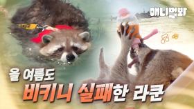 다이어트 실패 후 여름휴가 간 우리...아니 라쿤의 모습ㅎㅣIt Looks Like Us Who Failed To Lose Weight... But It's Raccoon