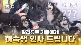 🐶 말라뮤트 가족에게 하숙생 인사드립니다!ㅣLodger Says Hello To Malamute Family