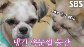 시선 사로잡는 압도적 속눈썹 가진 강아지 ‘꿀이’